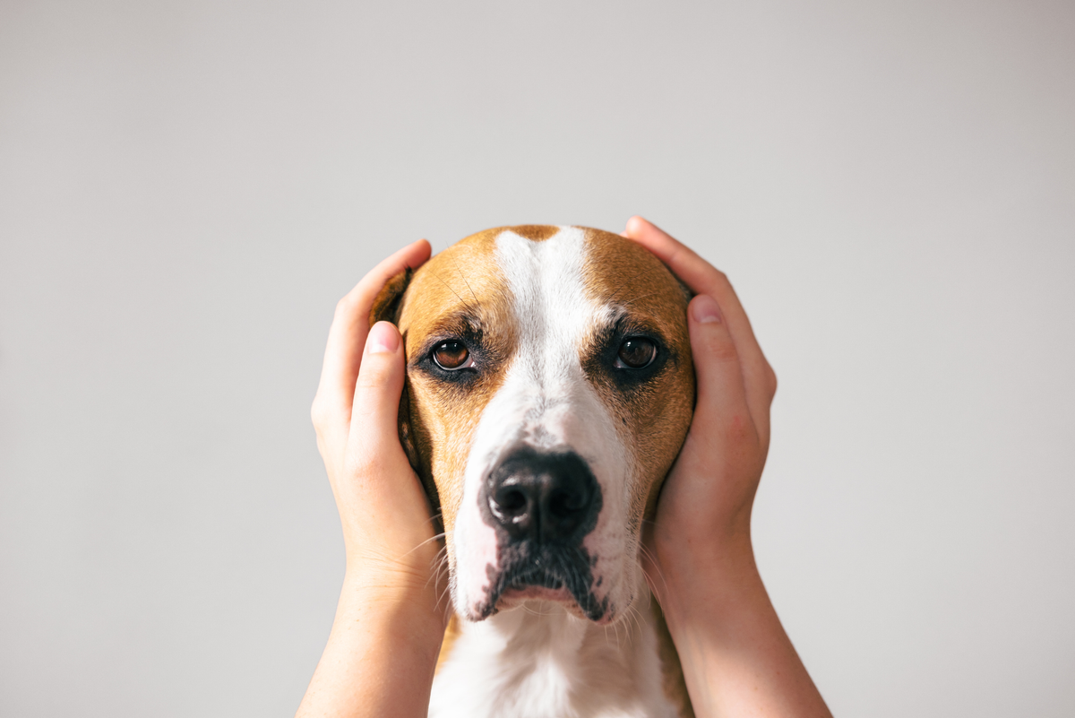 Animal Stress and Anxiety: Natural Support For Animals
