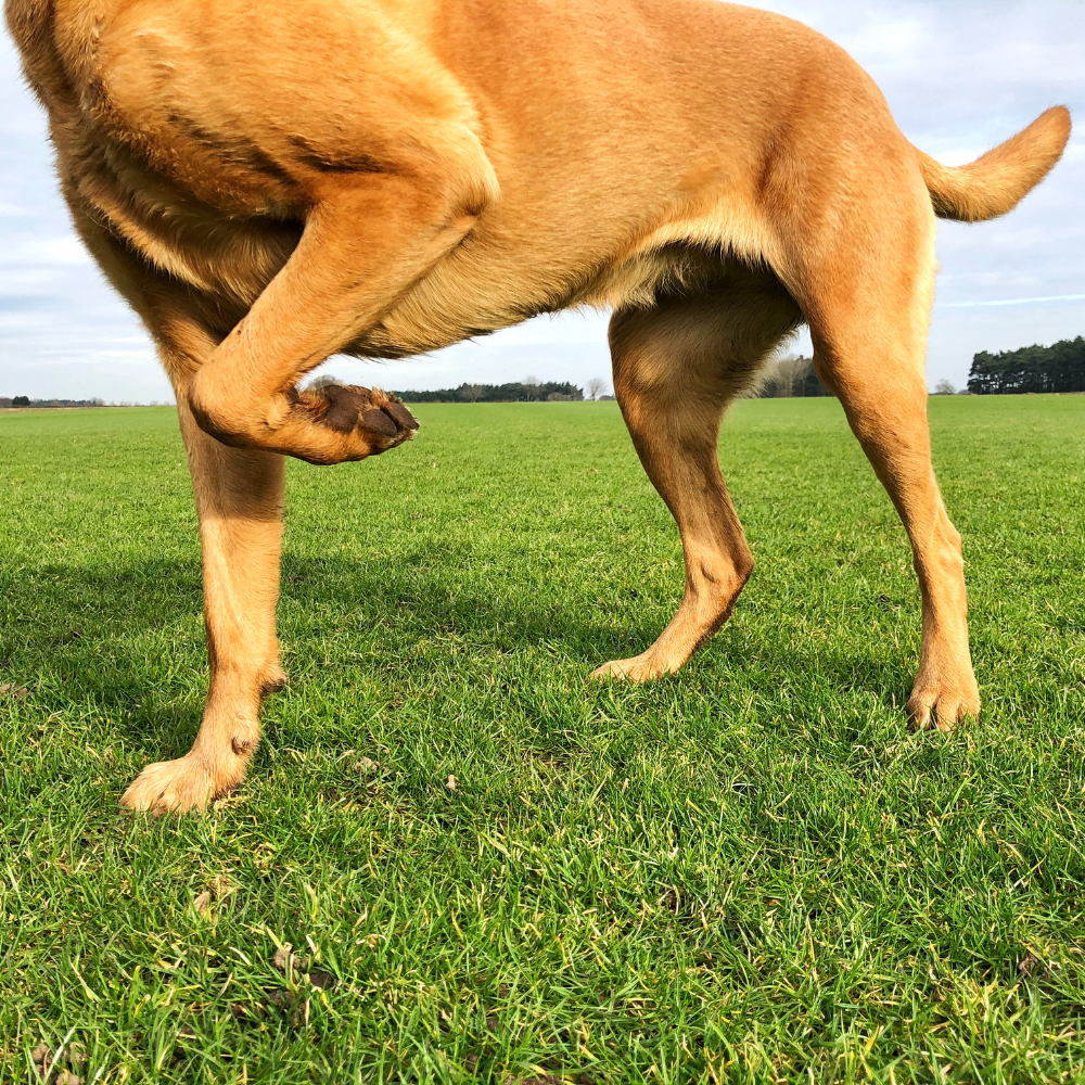 How to Tell If Your Pet Is in Pain: Subtle Signs to Watch For