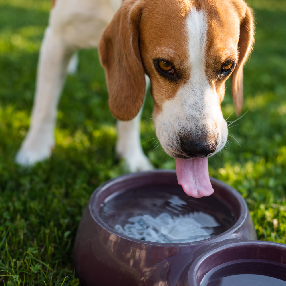 Natural Detoxification and Fasting for Dogs