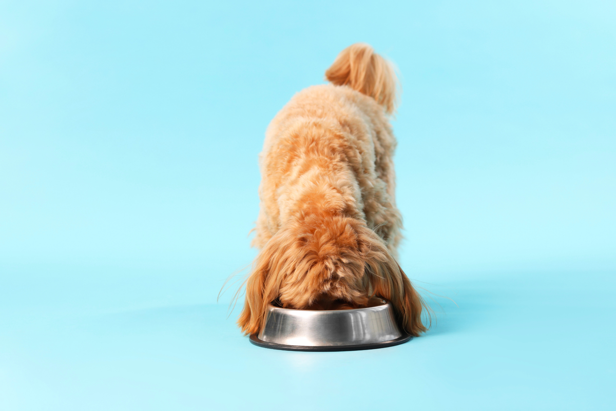 Is Garlic Safe for Dogs? The Myths vs The Facts