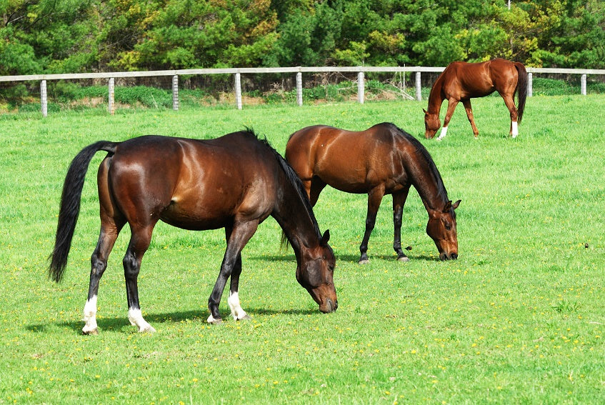Is Your Horse Eating Too Much Sugar?