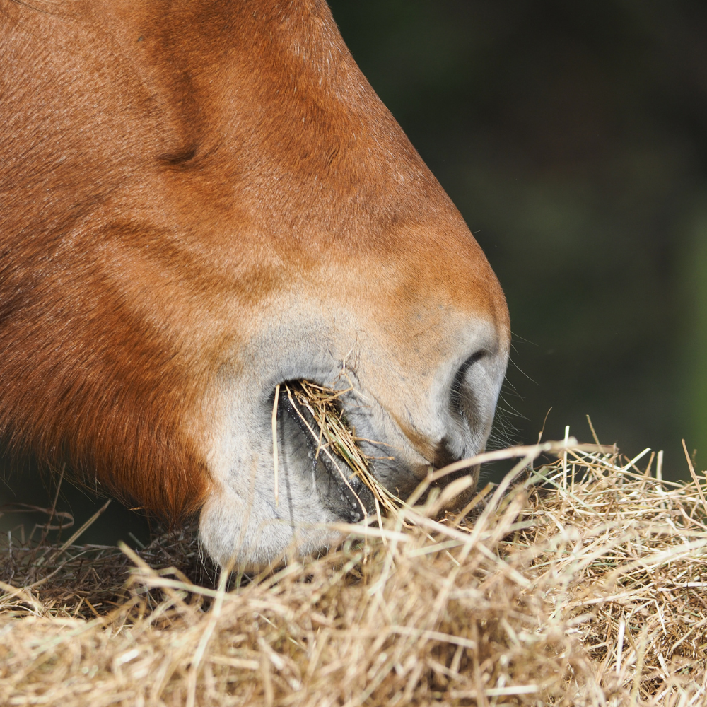 Hay There! Why Feeding Hay is the Key to a Healthy, Happy Horse