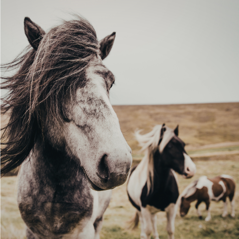 Horse Health – The Wild Horse Lifestyle vs Domestic Horse Life