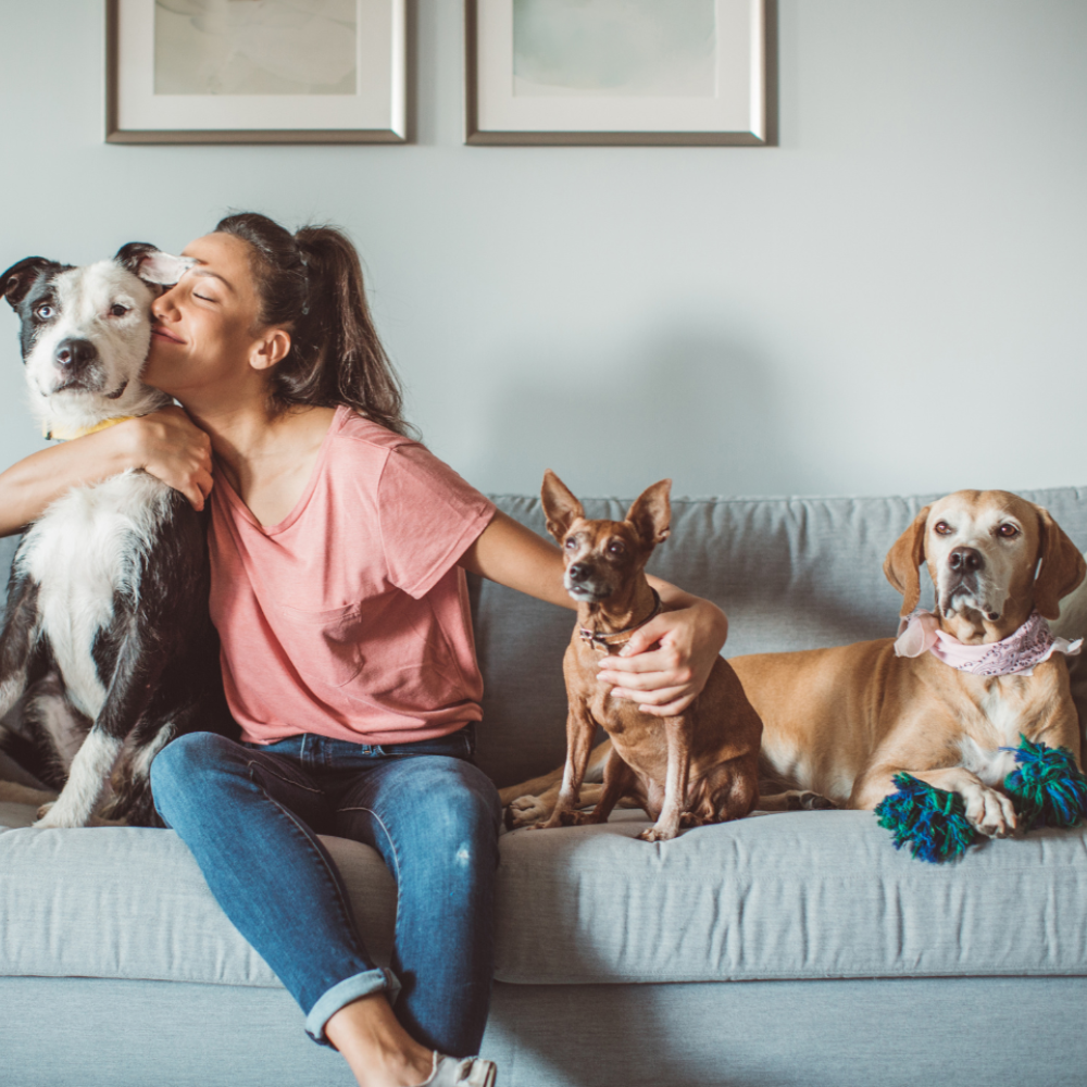 Is Your Home Pet-Friendly