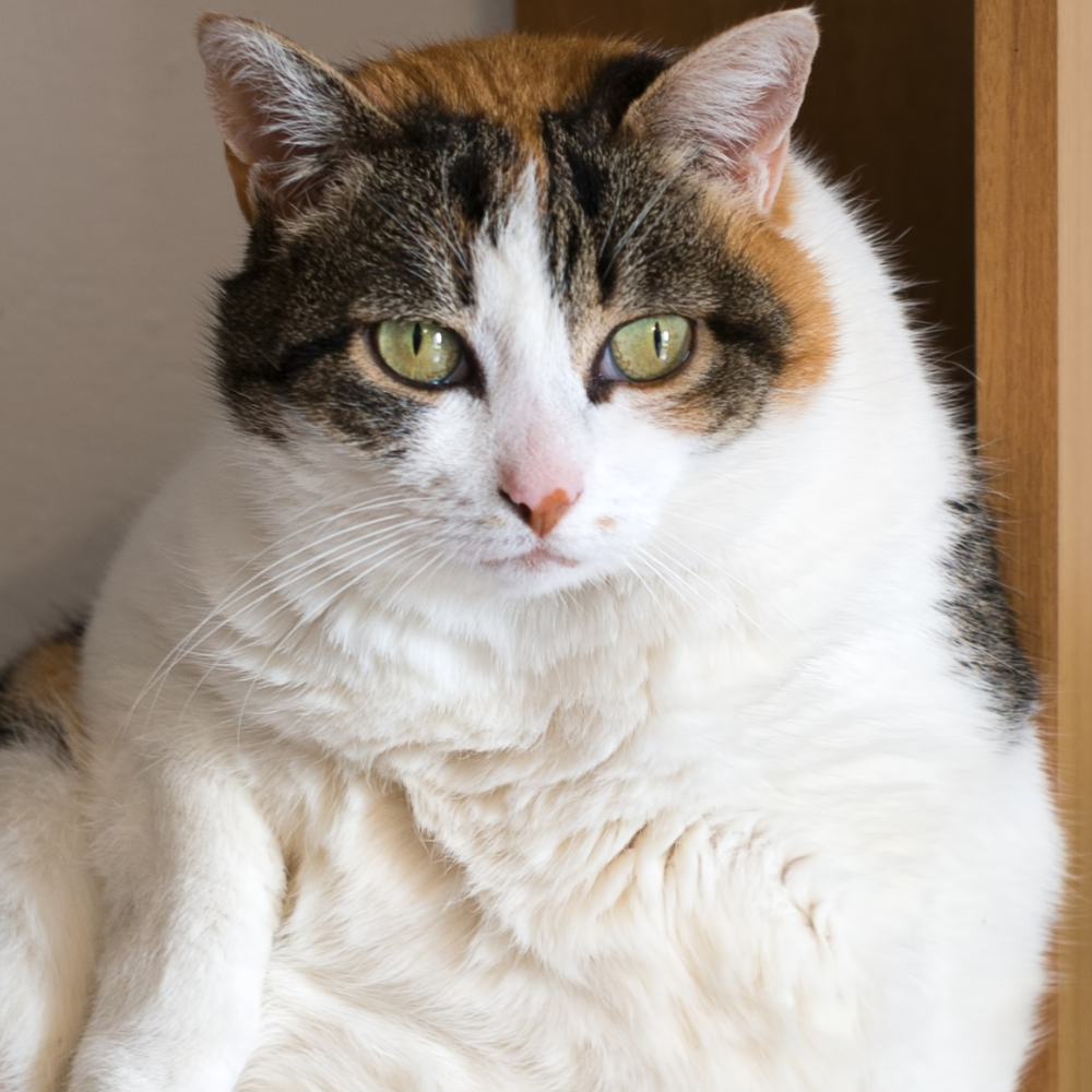 Is Your Pet A Healthy Weight?