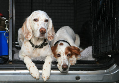 Desexing Dogs: Hormonal Changes and Natural Support