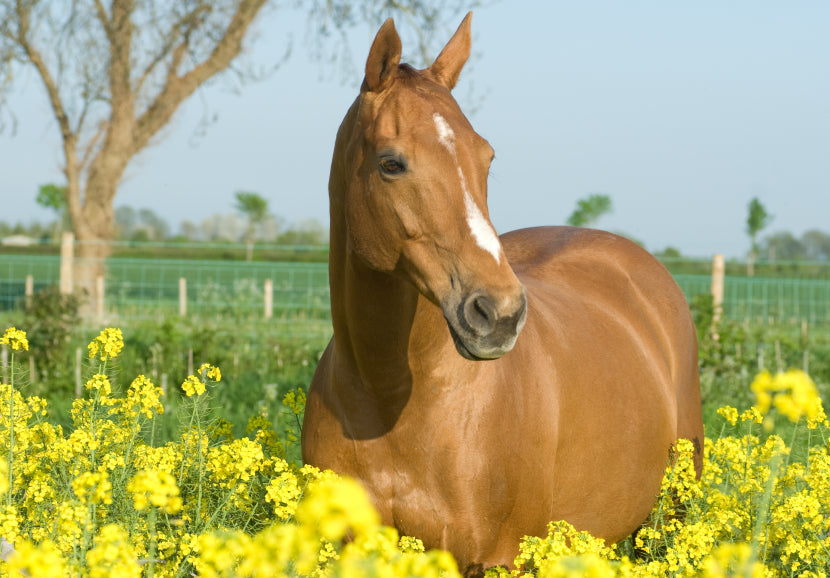PSSM or Grass-Affected? Understanding the Similarities
