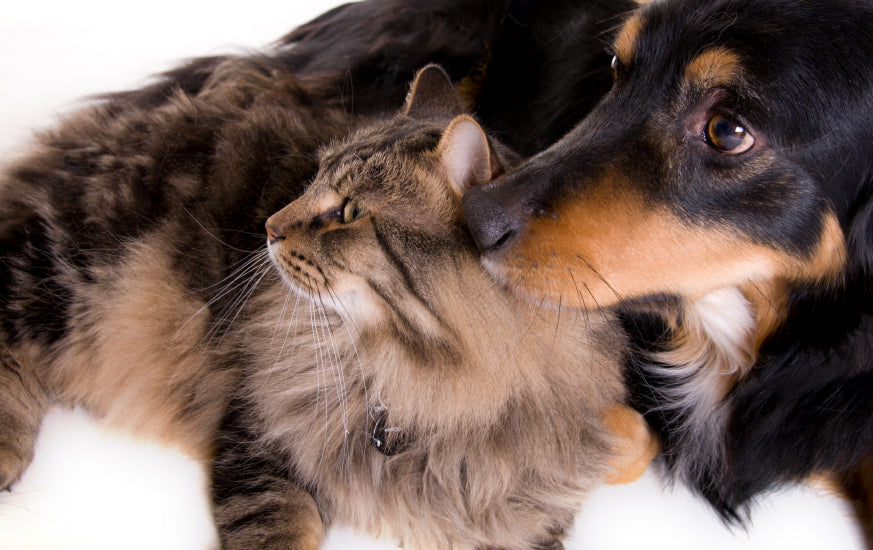 The Hidden Causes of Chronic Inflammation in Dogs & Cats