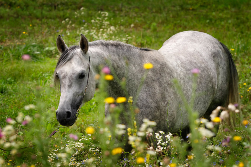 Enriching Your Horses Diet: Safe Plants, Herbs and Forage