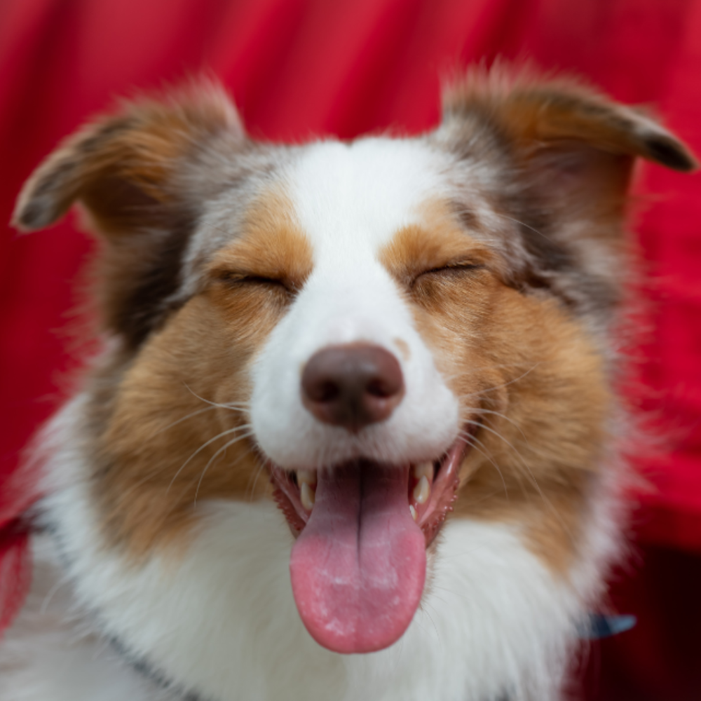 Understanding Lymphatic Health in Pets