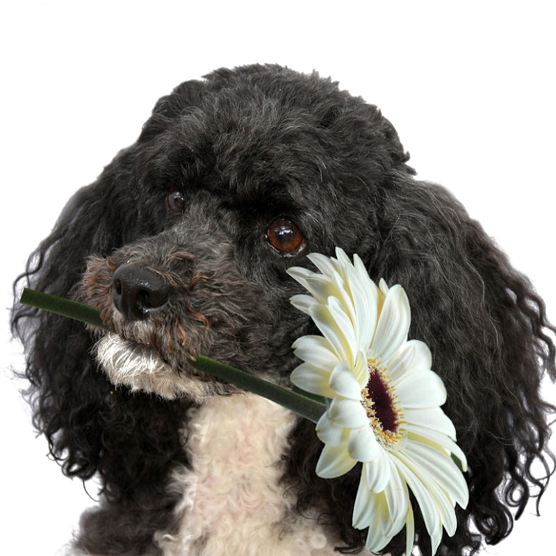 Bad Breath in Dogs & Cats: What Does It Mean?