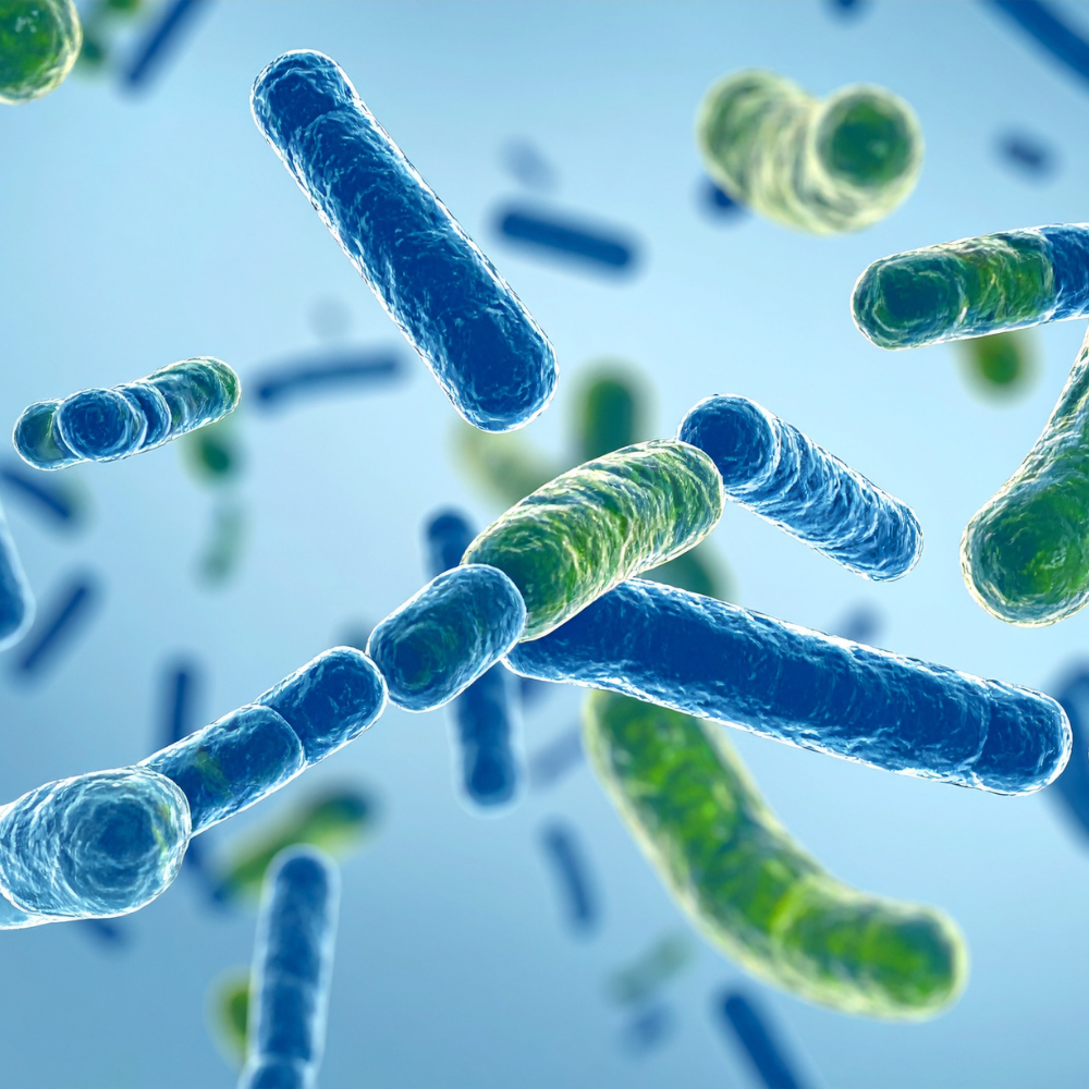 Pet Gut Health: How to Support a Healthy Gut Microbiome