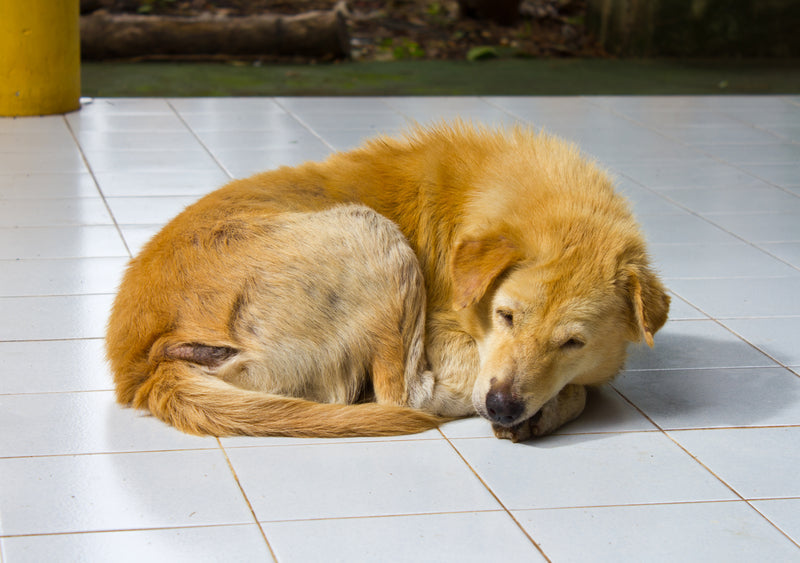 Itchy Dog? Common Causes of Itchy Skin and Natural Support