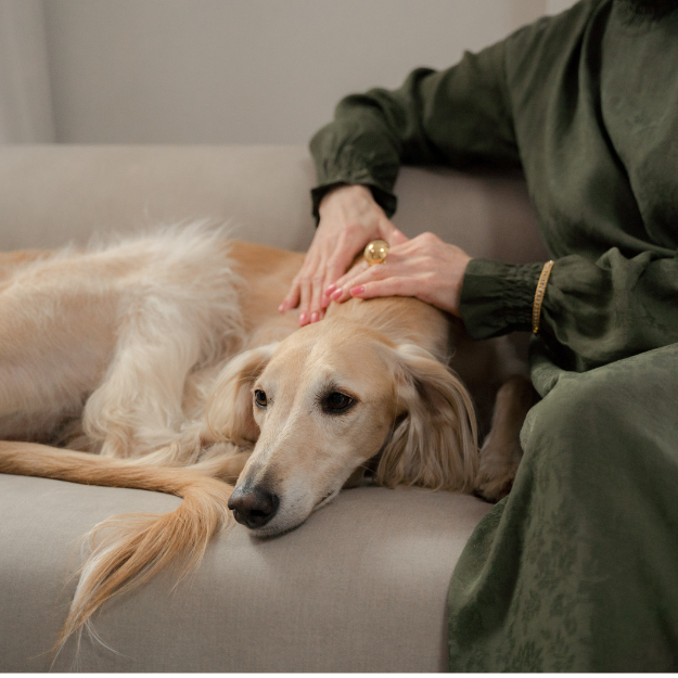 Seizures in Animals: Looking at the Bigger Picture