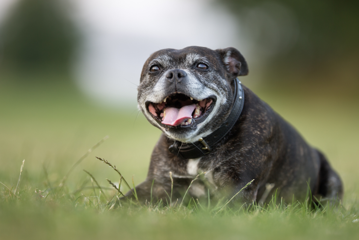 Senior Pet Care: A Natural Guide For The Golden Years