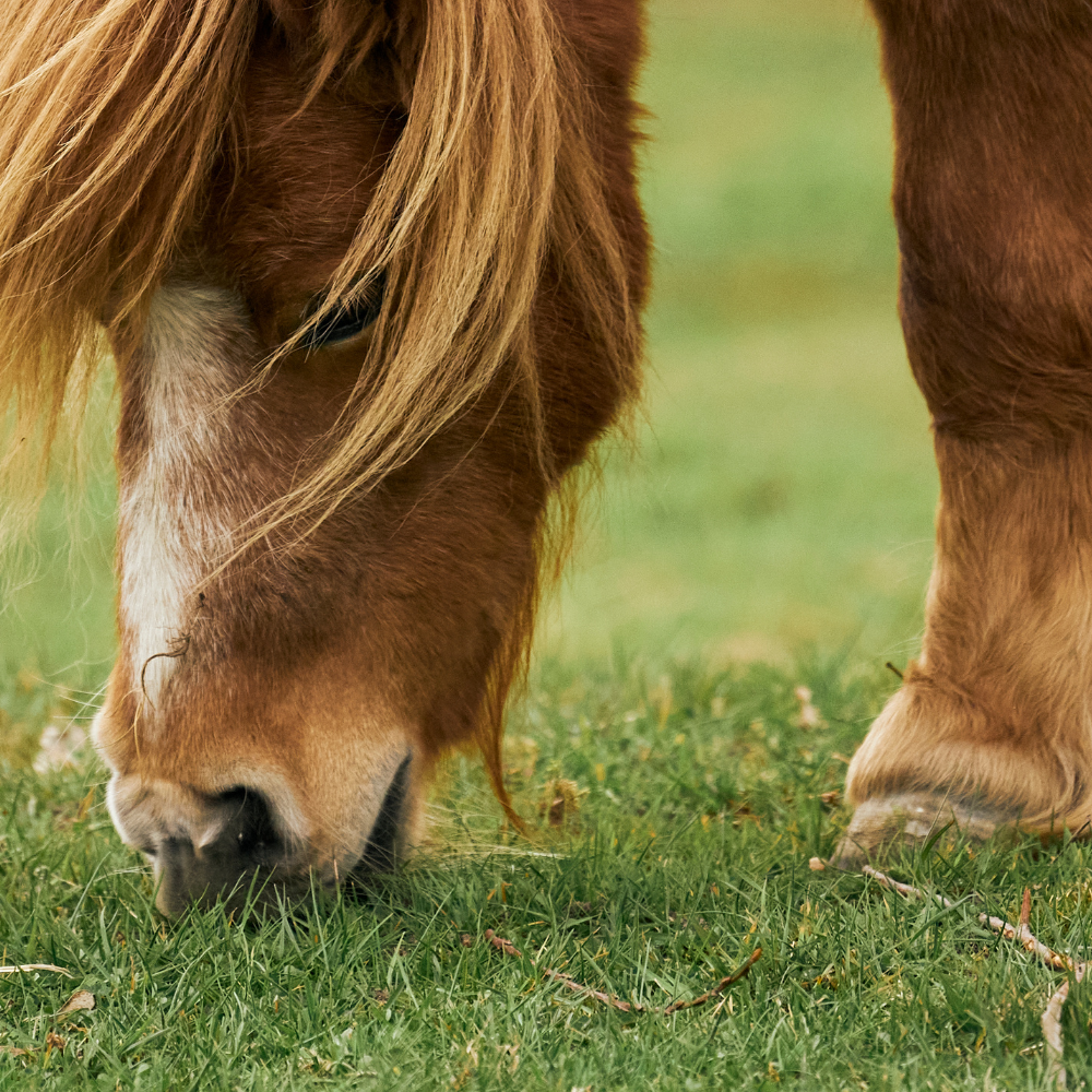 Spring Grass: What It Can Do to Your Horse’s Health