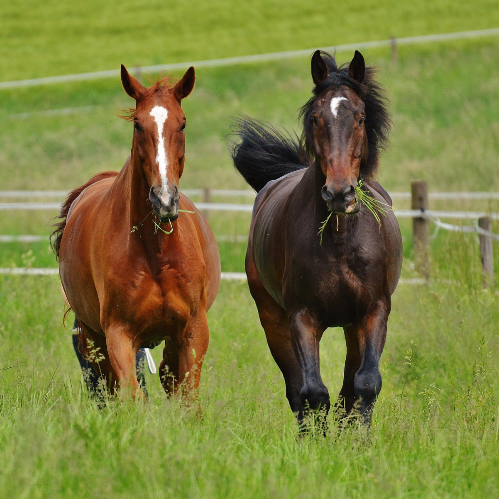Toxins in your Horse’s Environment