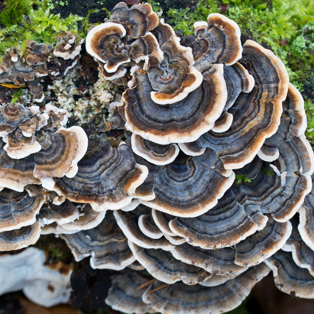 Turkey Tail for Dogs: Why Everyone’s Talking About It 🤎