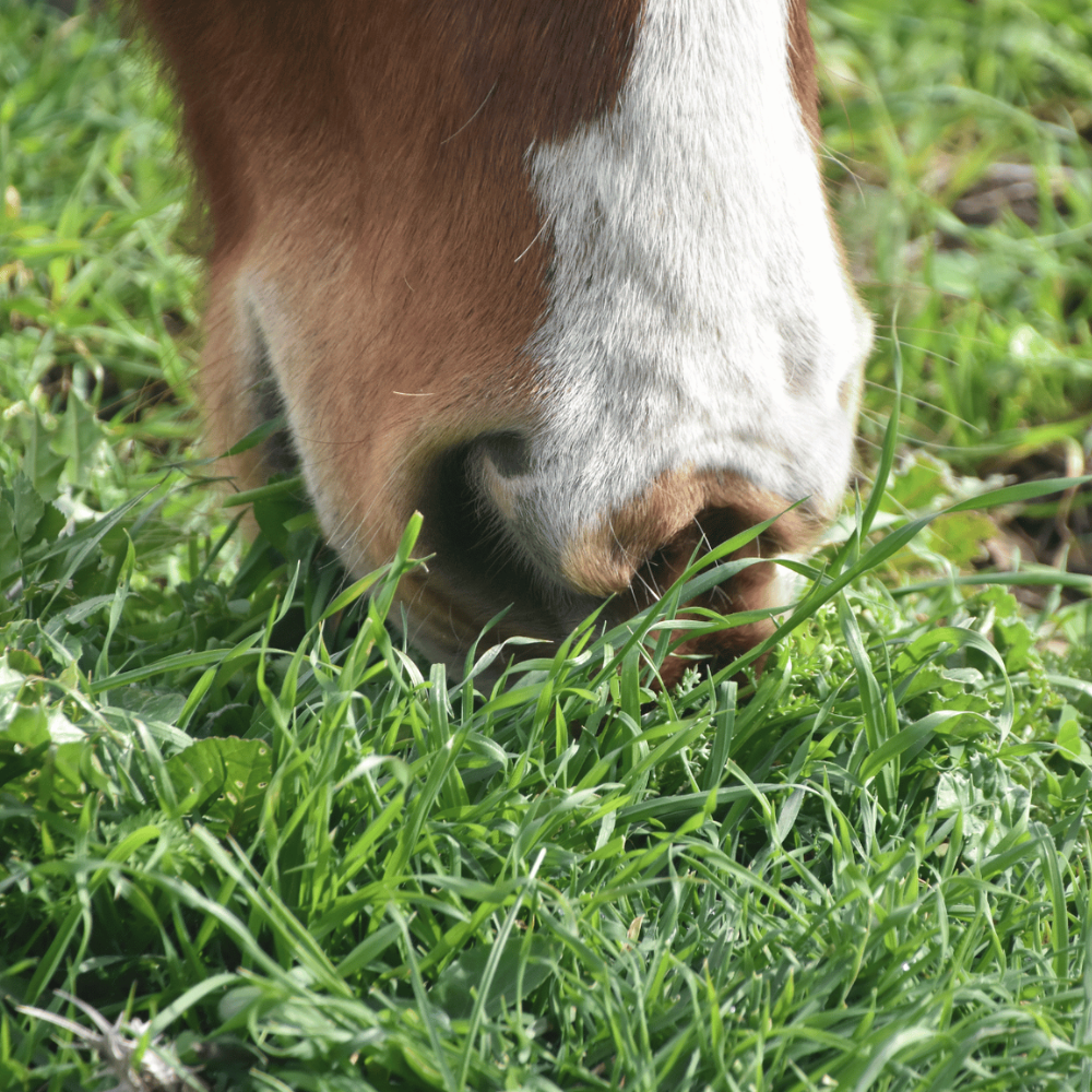 What Happened to the Weeds? Why Pasture Diversity Still Matters for Horses