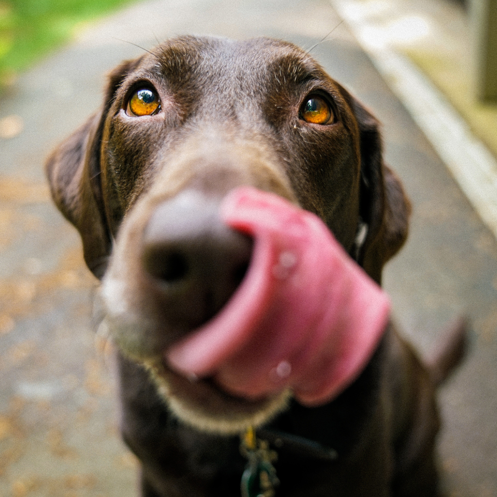 Why Does My Dog Swallow Food Whole?