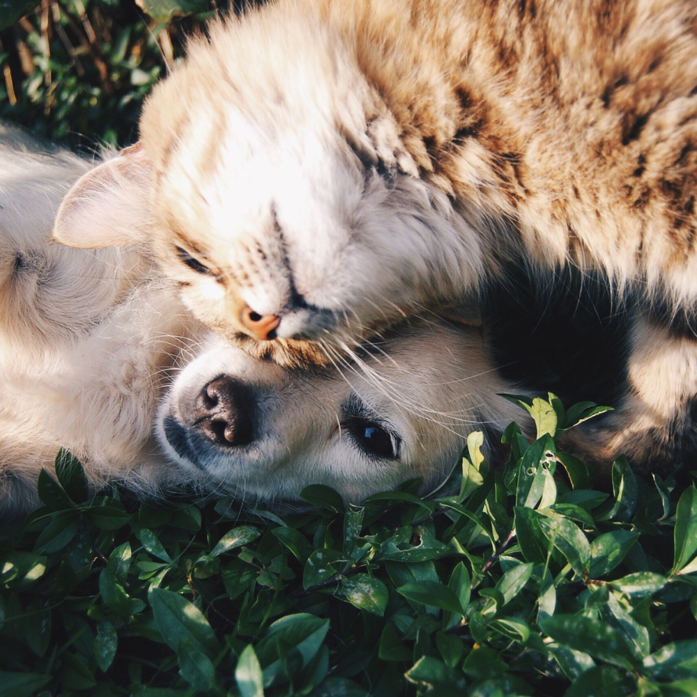 Natural Worm Control for Dogs & Cats