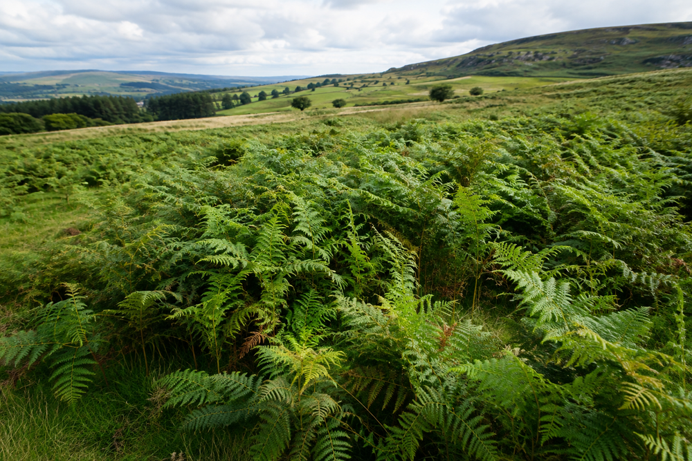 Toxic Plants and Foods to Avoid Around Horses