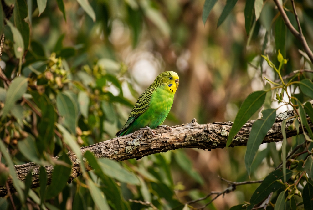 Natural Health for Companion Birds: A Holistic Approach