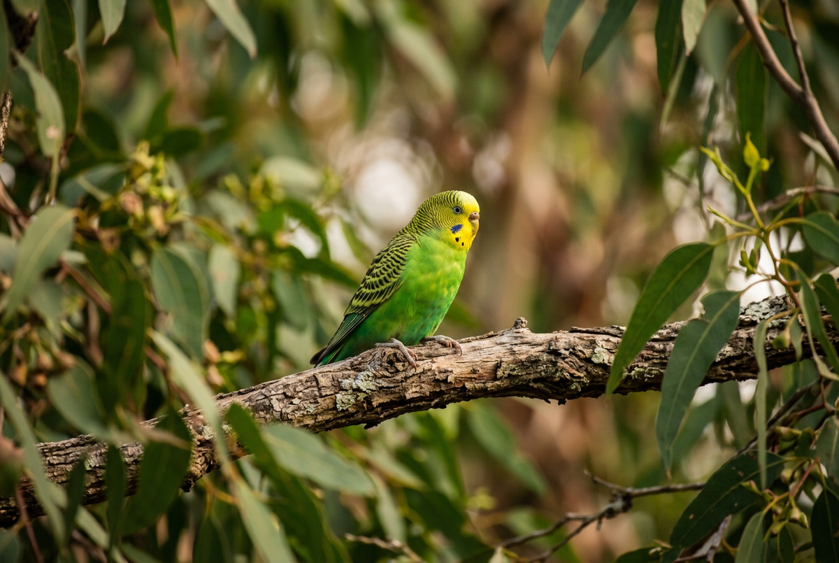 Natural Health for Companion Birds: A Holistic Approach