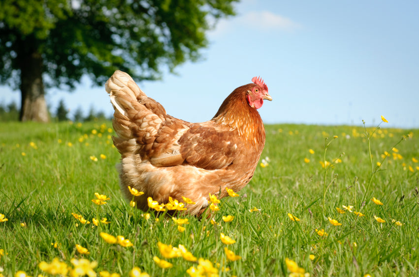 Natural Health for Poultry: A Holistic Approach to Backyard Birds