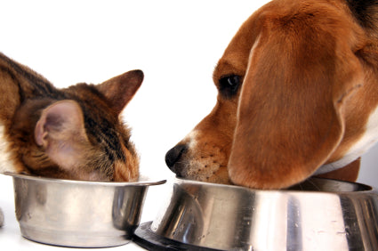 Best Types of Pet Bowls – Our Pick: Stainless Steel, Ceramic & Glass