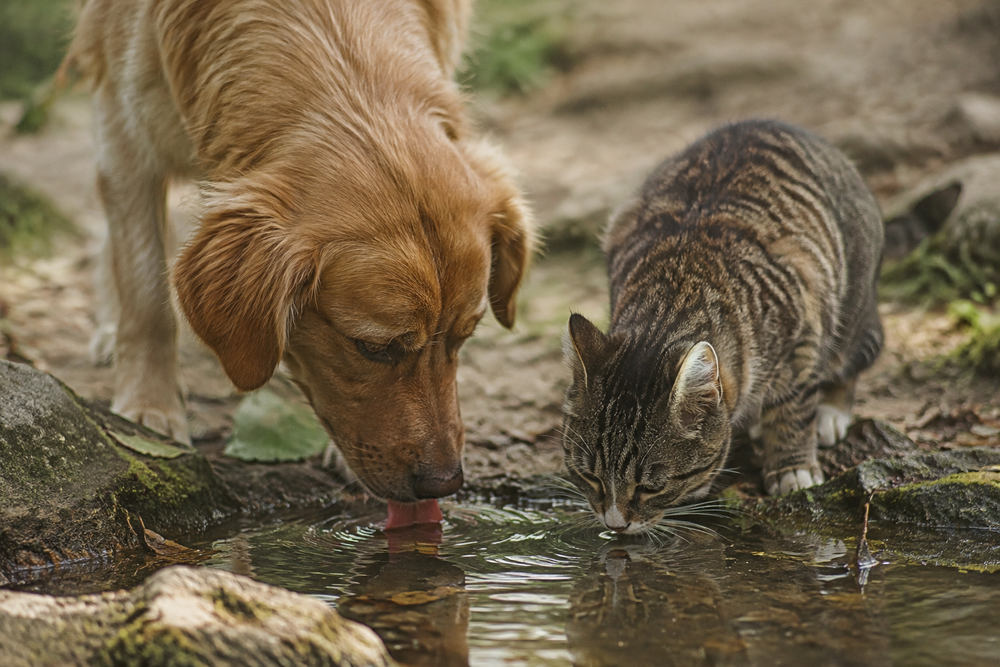 Why Clean, Fresh Water Matters for Dogs and Cats
