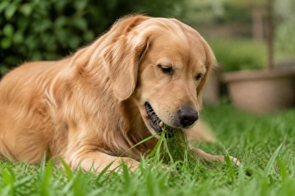 Why do dogs eat grass?