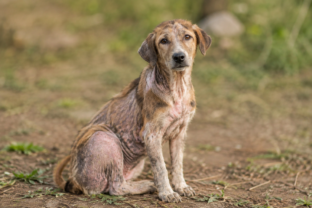 Mange in Dogs and Cats: Symptoms, Types and Natural Support