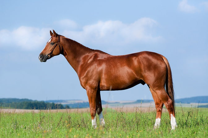 Horse Diet - Feeding Naturally