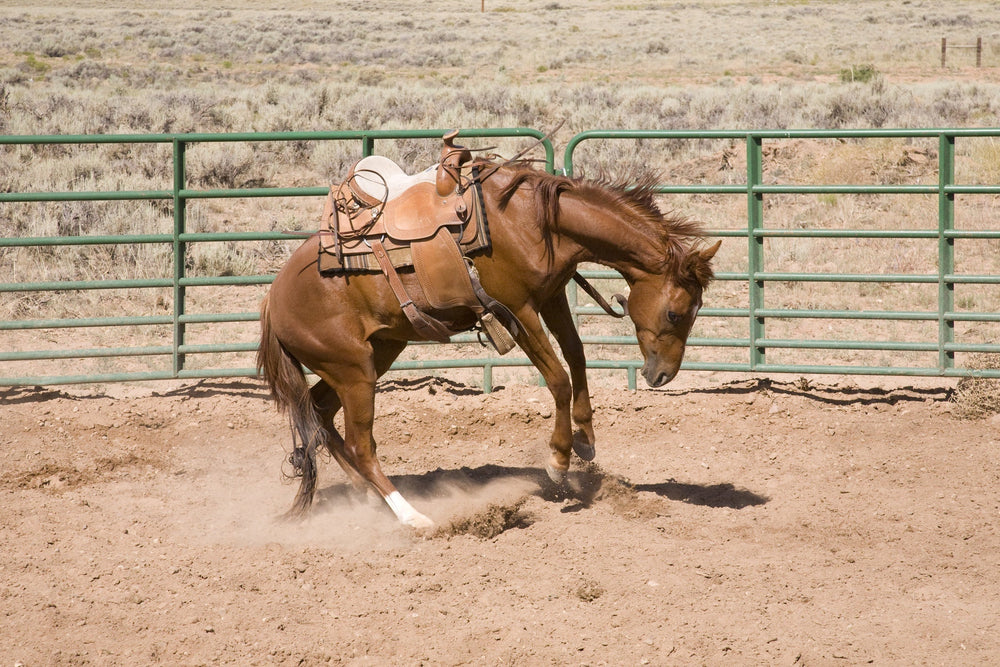 Gastric Ulcers in Horses.. Or is it something else?