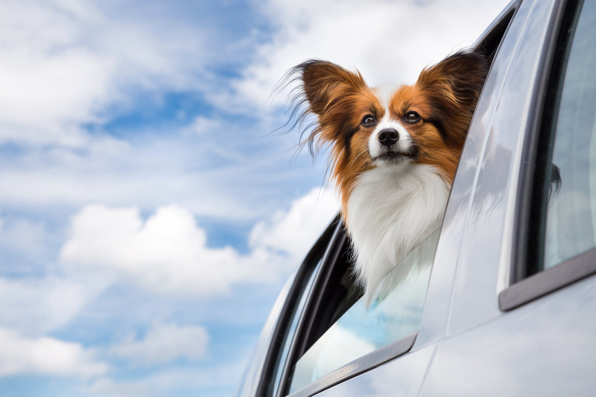 Travel Anxiety - Avoid the stress.. and the mess!