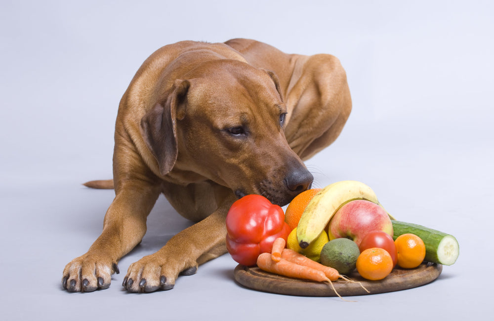 Vegan and Vegetarian Diets for Dogs: What You Need to Know