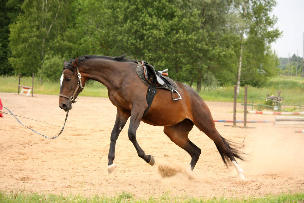 Grass Affected Horses - How do you know if it is the grass?