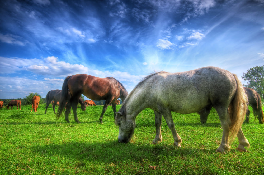 Is Lush Pasture Really Best for Your Horse?