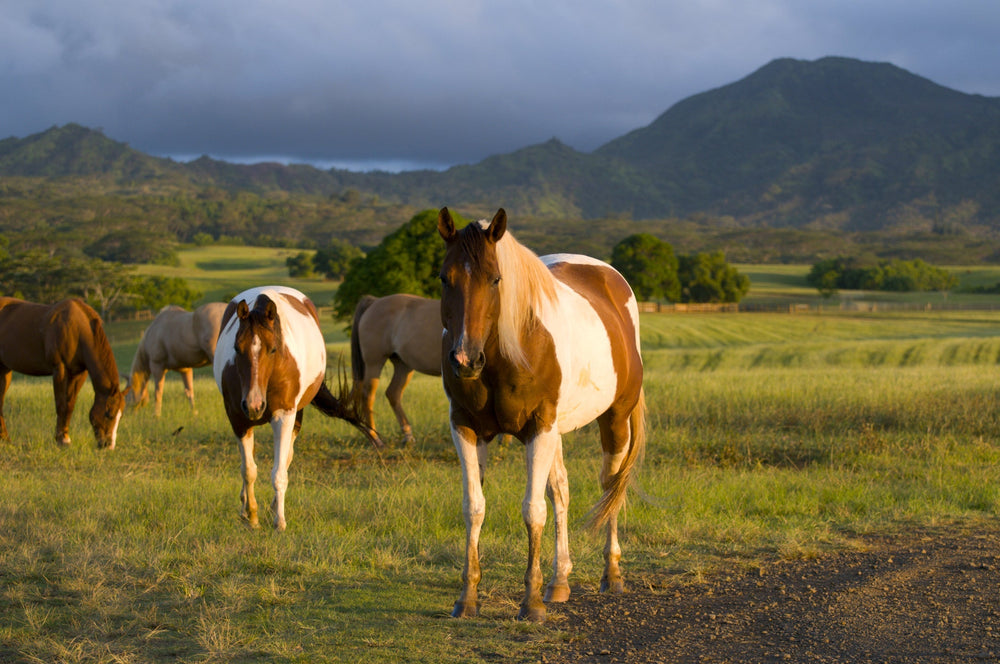 Horse Pasture Management: Choosing, Growing and Managing Grass