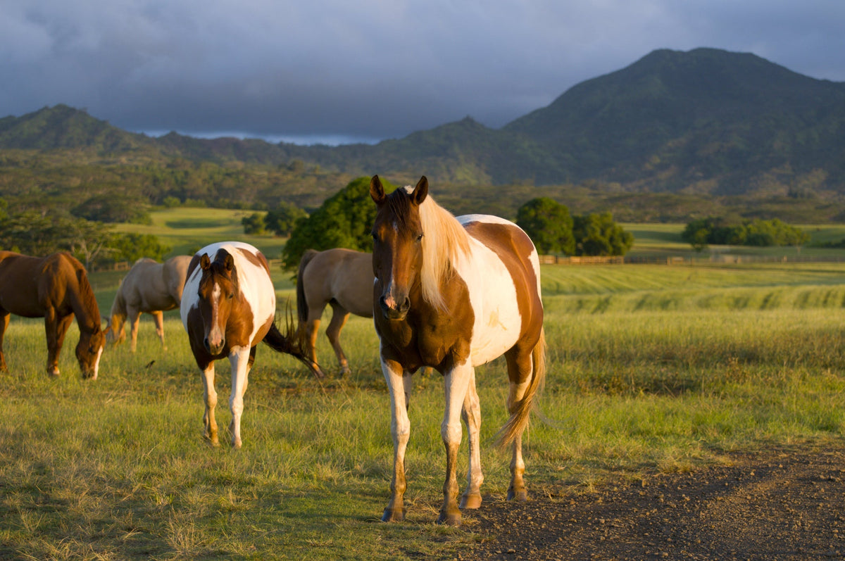 Horse Pasture Management: Choosing, Growing and Managing Grass