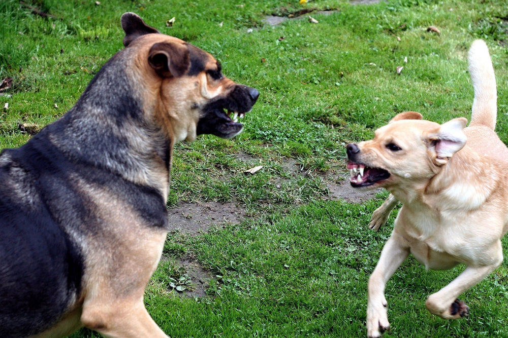 Flower Essences for Dogs: Emotional & Behavioural Support