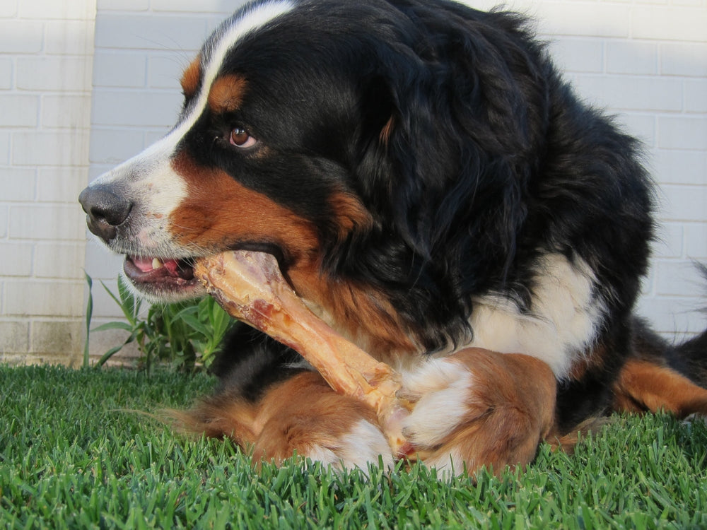 Feeding Raw for Dogs & Cats: Understanding Digestion
