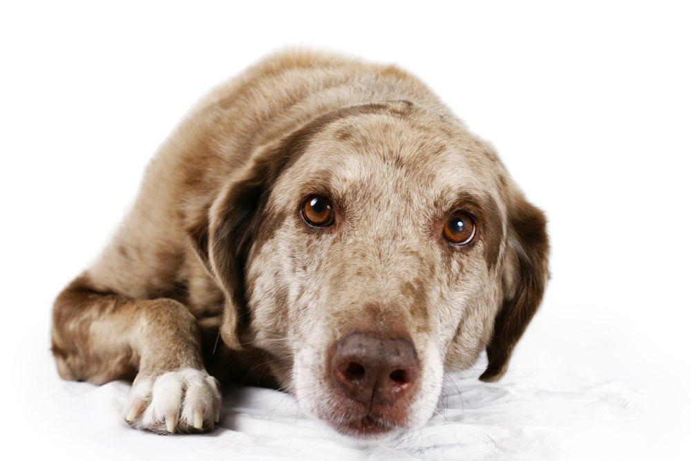 What is bloat in dogs?