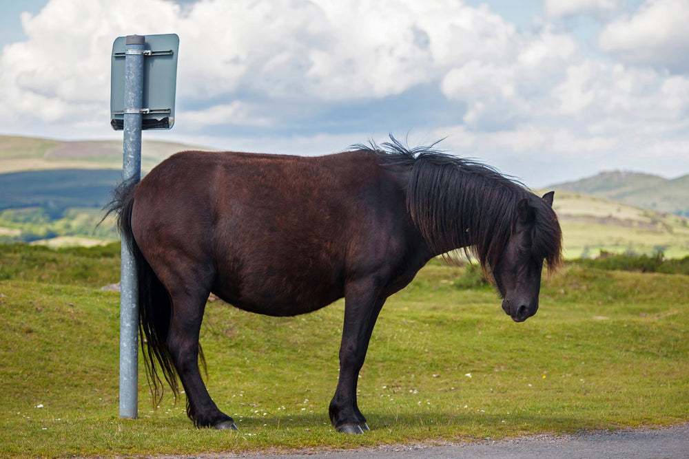 Queensland Itch and Summer Itch: Natural Support for Horses