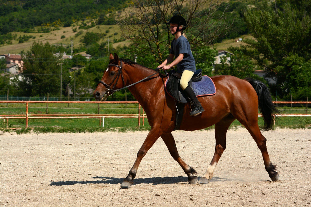 Cool Feeding: How Diet Can Affect Your Horse’s Energy & Behaviour