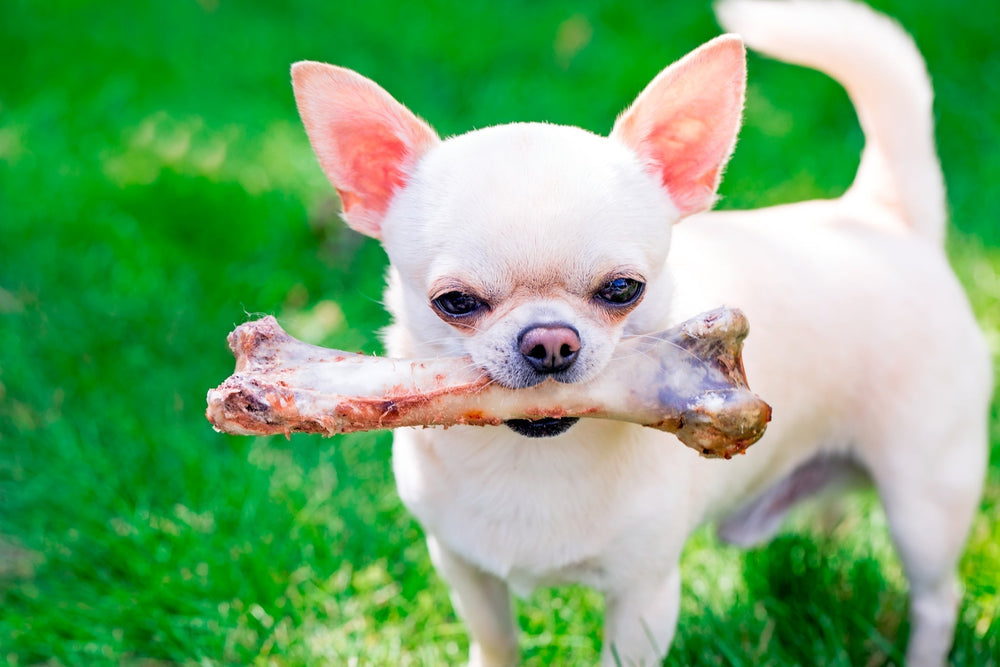 Natural Feeding for Dogs: A Fresh Food Diet Guide