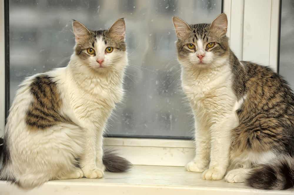 Natural Feeding for Cats: A Fresh Food Diet Guide