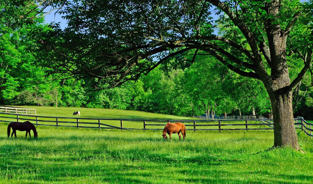 Problematic Pasture Grasses for Horses