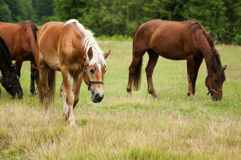 Calm Healthy Horses Plan: A Guide to Diet, Grass and Horse Wellbeing